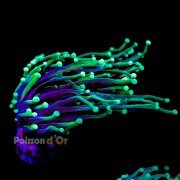 Bouture Euphyllia Glabrescens holy grail (1 polype)