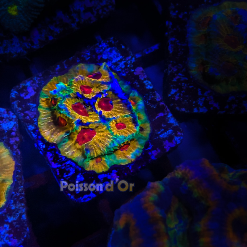 Bouture Favia candy corn 4 cm