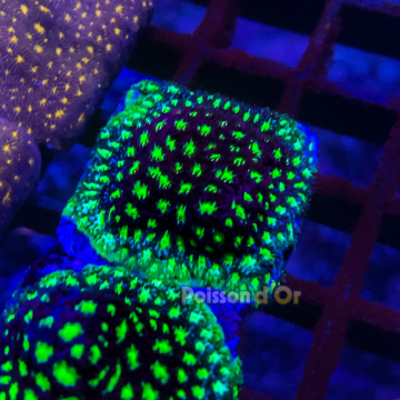 Bouture Leptastreas 'Glowworm'