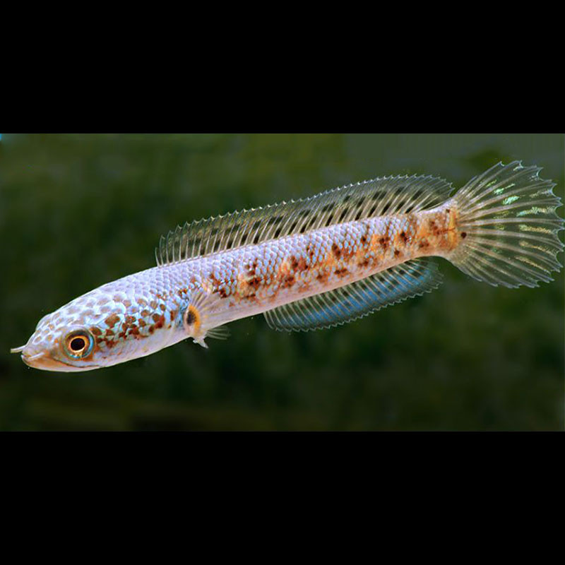 Channa asiatica Red