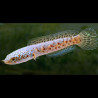 Channa asiatica Red