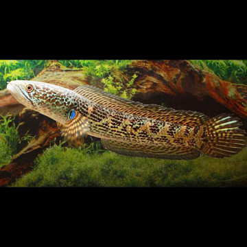Channa asiatica Red
