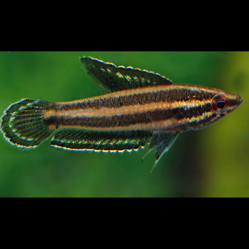 Parosphromenus deissneri sauvages (Bornéo)