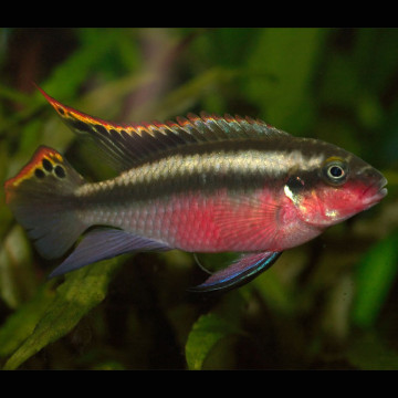 Pelvicachromis pulcher - Pelmatochromis pulcher XL le couple 