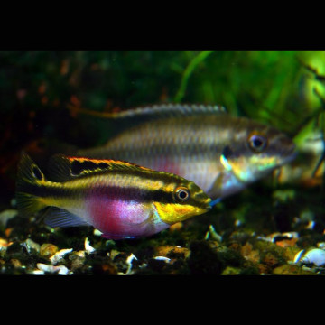 Pelvicachromis pulcher - Pelmatochromis pulcher XL het koppel 