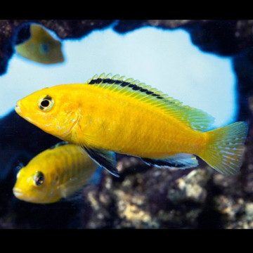 Labidochromis Caeruleus  8-10cm  per 2