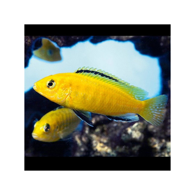Labidochromis Caeruleus  8-10cm  per 2