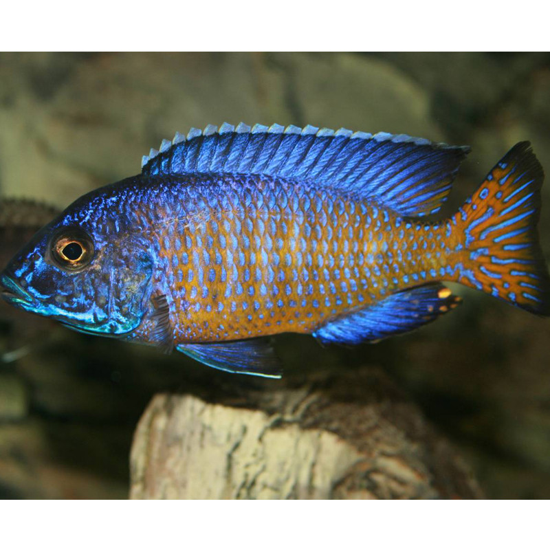 Aulonocara Stuartgranti N'gara 10-12cm het paar