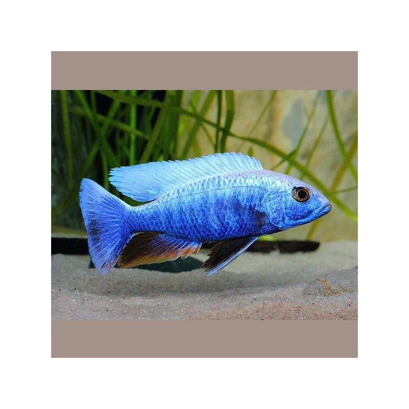 Sciaenochromis fryeri 10-12cm le couple
