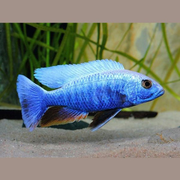Haplochromis ahli  - Sciaenochromis fryeri koppol 9-10cm 