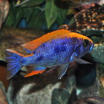 Otopharynx lithobates 7-8 cm le couple