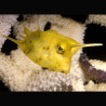 Lactoria cornuta 8-10 cm