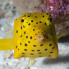 Ostracion cubicus 4 cm