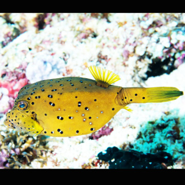 Ostracion cubicus 4 cm