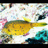 Ostracion cubicus 4 cm