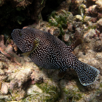 Arothron meleagris : 20-25 cm