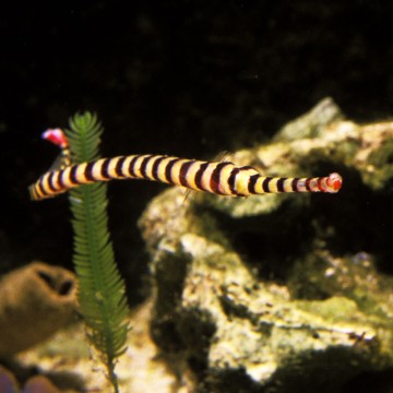 Doryrhamphus dactyliophorus : 7 à 10 cm