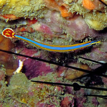 Doryrhamphus Excisus 4-6cm