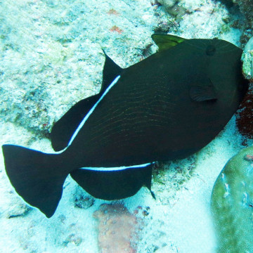 Melichthys Indicus: 10 tot 12 cm  