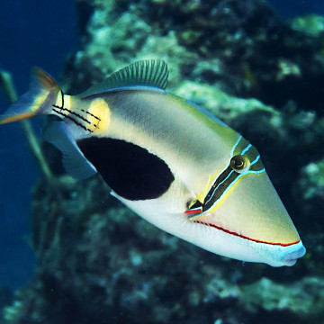 Rhinecanthus verrucosus 5-6 cm