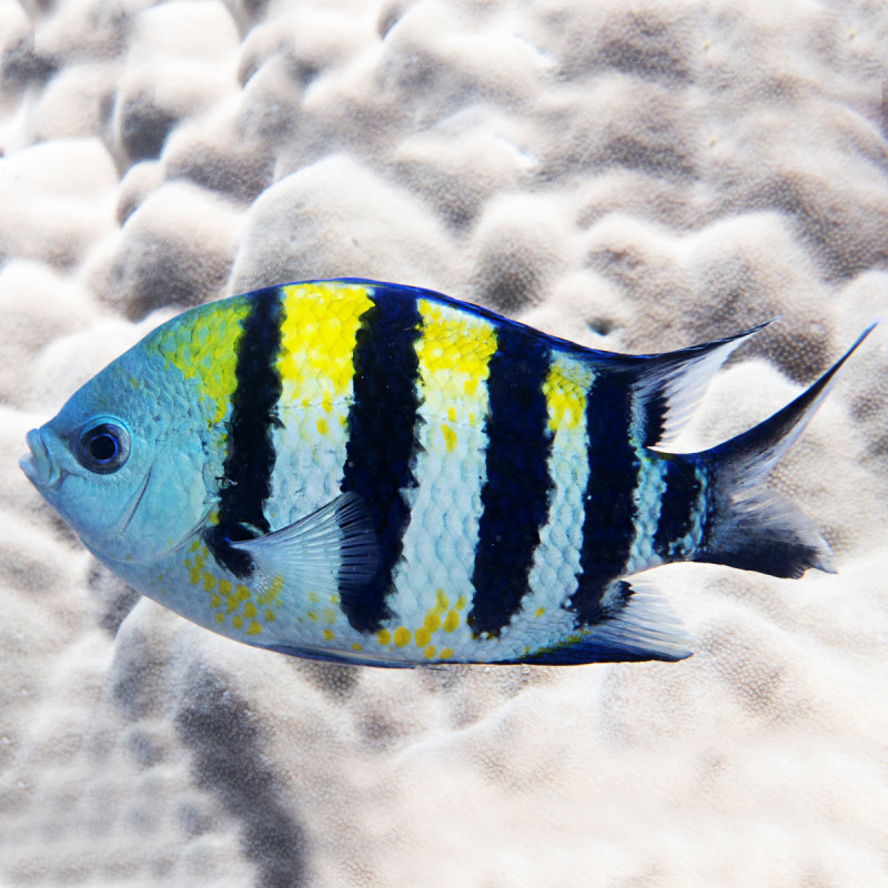 Abudefduf vaigiensis (A. saxatillis) 4-6 cm