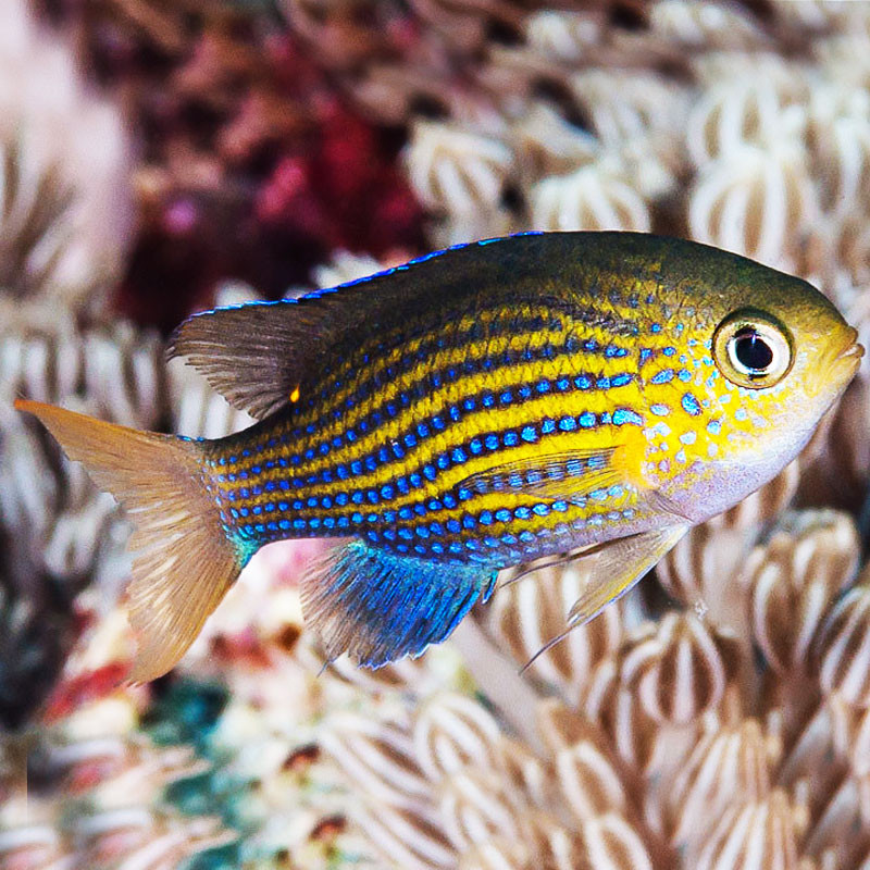 Chromis vanderbilti 3-4cm Chromis vanderbilti 3-4cm