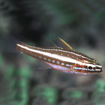 Apogon Margaritophorus - Ostorhinchus margaritophorus 2-3 cm (lot de 5)