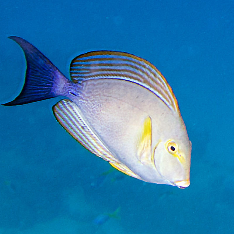 Acanthurus Xanthopterus 7-10cm