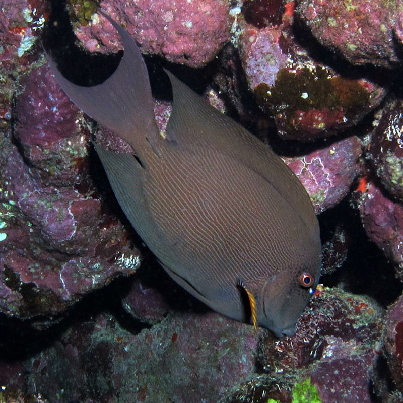 Ctenochaetus striatus : 7-10 cm