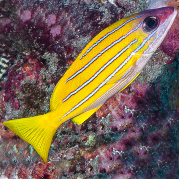 lutjanus kasmira  10-12cm