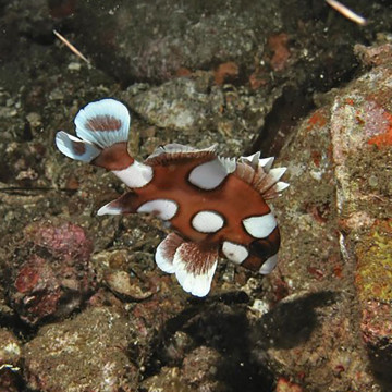 Plectorhinchus chaetodonoides : 5-8 cm