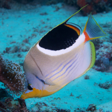 Chaetodon ephippium : 5 à 7 cm  