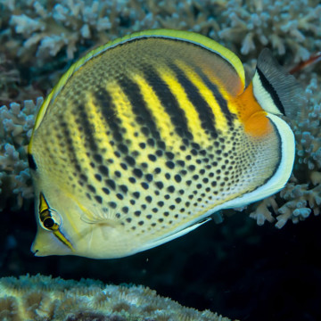 Chaetodon Punctatofasciatus: 5 tot 8 cm  