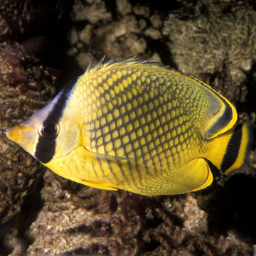 Chaetodon Rafflesii: 5 tot 7 cm  