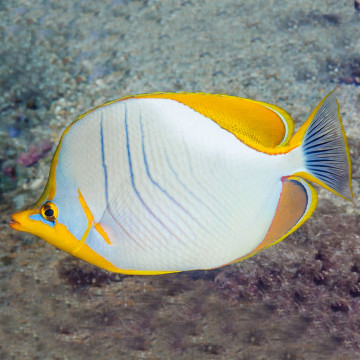 Chaetodon Xanthocephalus: 5 tot 7 cm  