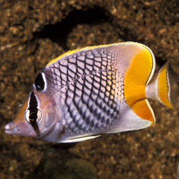 Chaetodon Xanthurus: 3-5 cm  