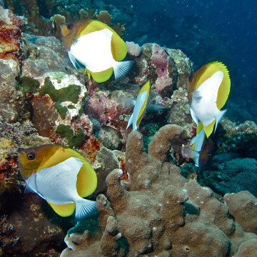 Hemitaurichthys PolyLypis: 7-9 cm  