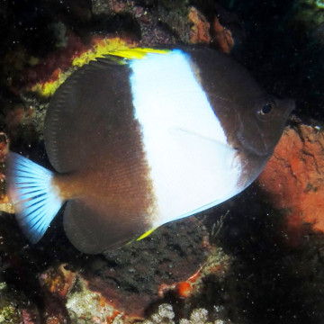 Hemitaurichthys zoster : 10 à 12 cm