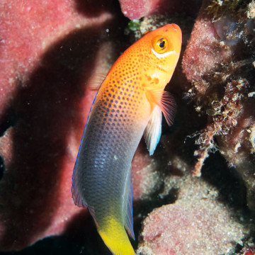 Pseudochromis dilectus-Steenei mâle : 7 à 10 cm