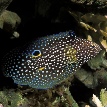 Calloplesiops altivellis  10 cm