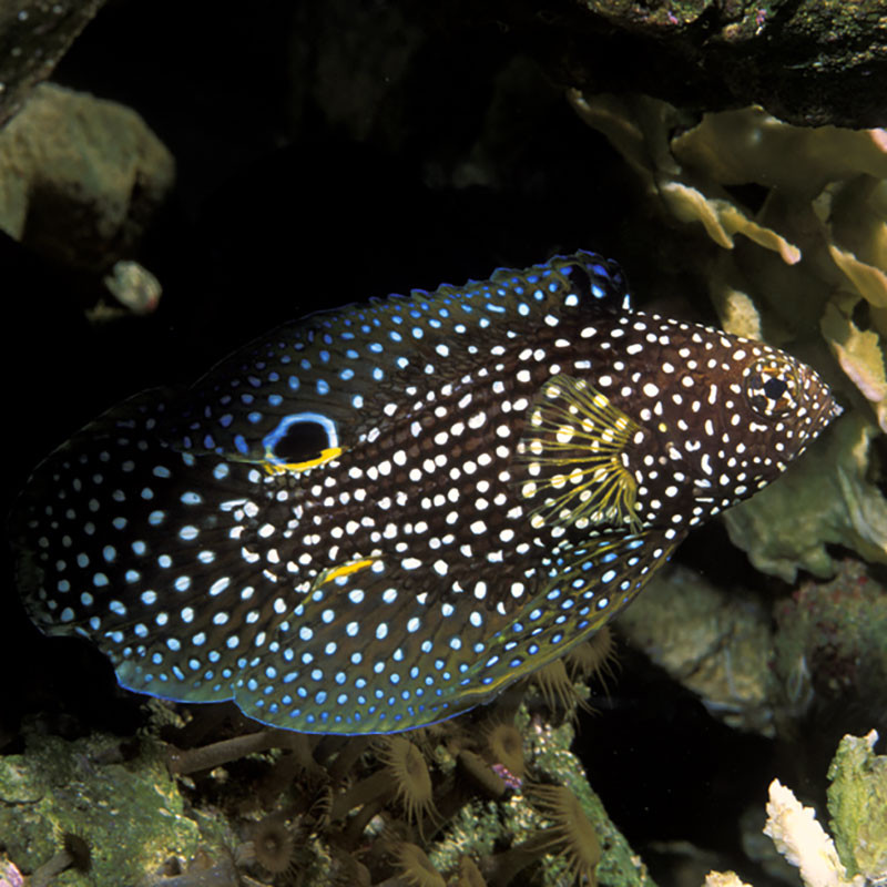 Calloplesiops altivellis  10 cm