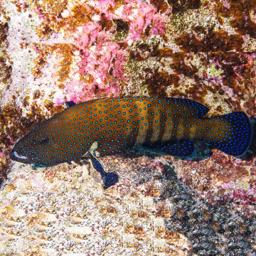 Cephalopholis Argus: 6-8 cm  