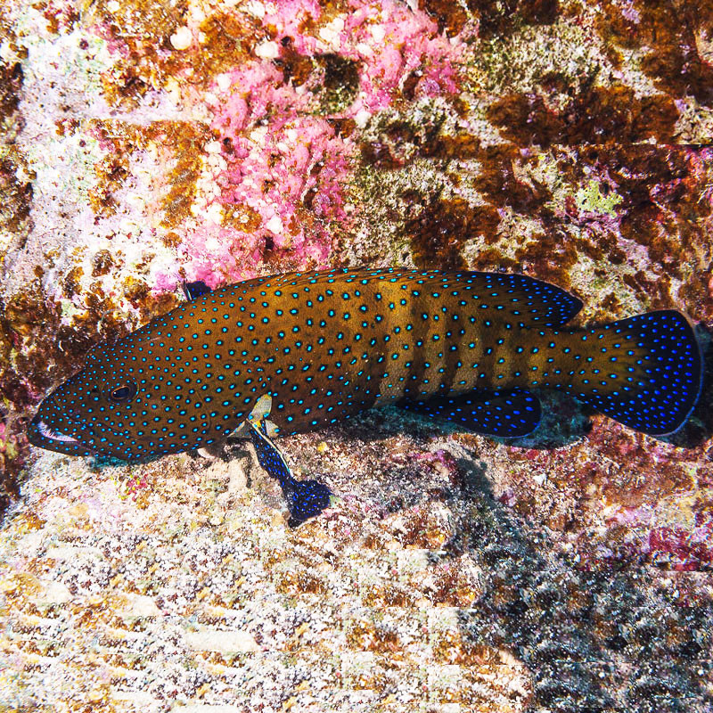 Cephalopholis Argus: 6-8 cm  