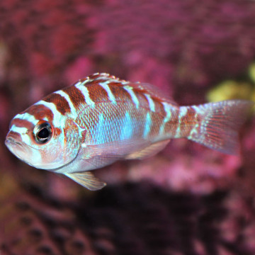 Serranus Tortugarum : 4 à 7 cm