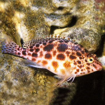 Cirrhitichthys oxycephalus : 4 à 7 cm