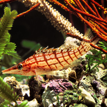Typus Oxycirrhites: 4-6 cm  