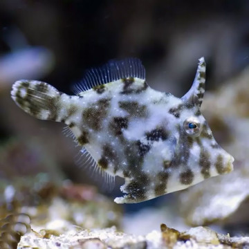 Acreichthys tomentosus : 2-3  cm (élevage)