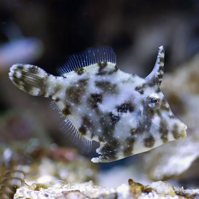 Acreichthys tomentosus : 2-3  cm (élevage)
