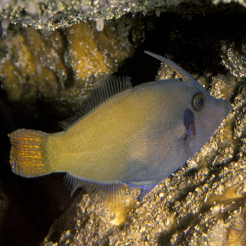 Pervagor melanocephalus : 6-8 cm