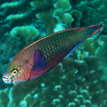Scarus Niger 11-15 cm
